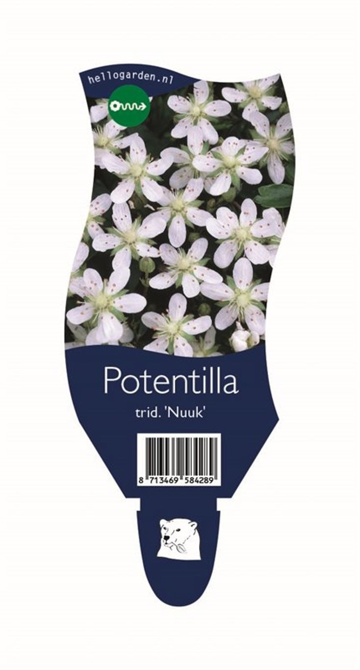 Potentilla tridentata 'Nuuk' - P11